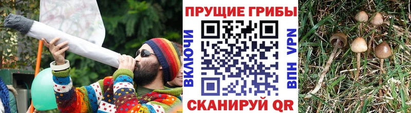 Псилоцибиновые грибы Cubensis  Ижевск 